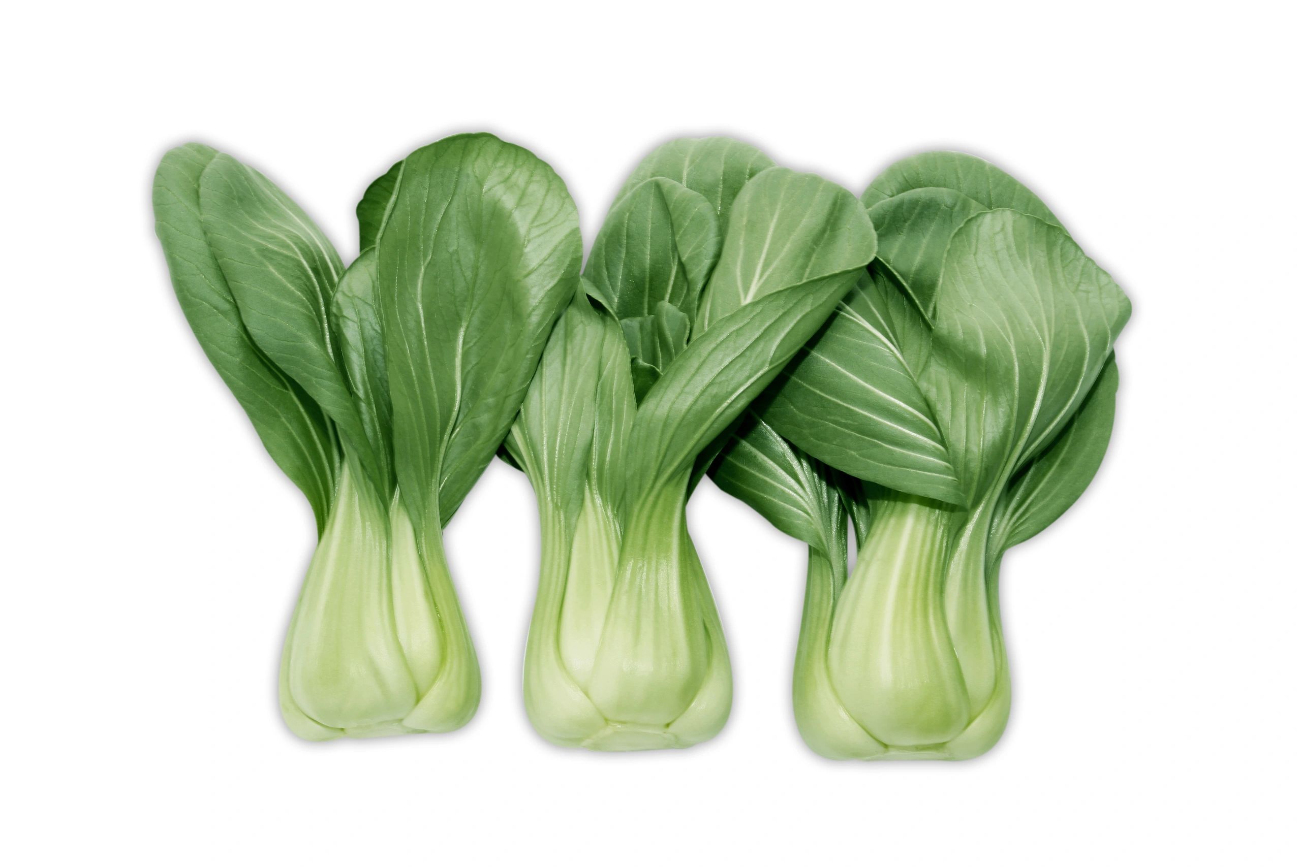 Shanghai bok choy with pale green stems and dark green leaves on a white background.