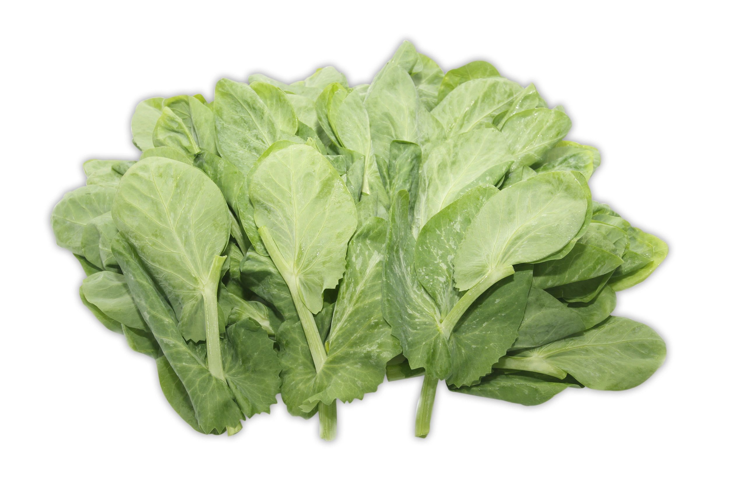 Snow pea tips with tender leaves and shoots on a white background.