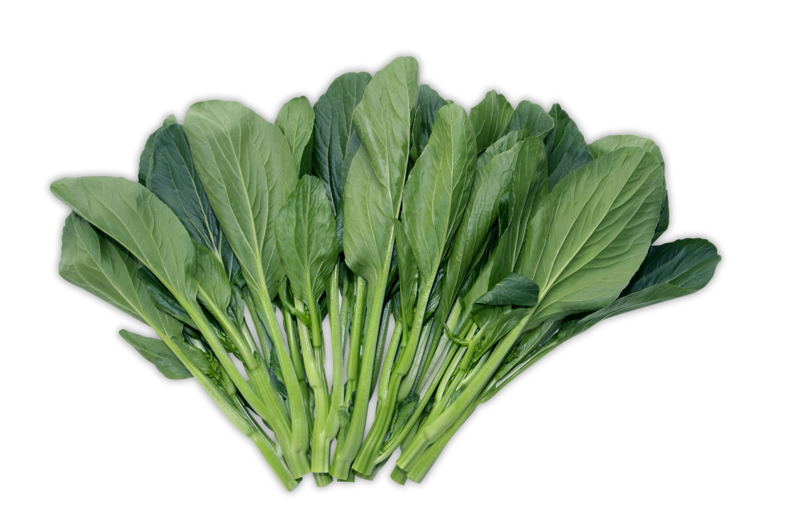 Yu choy with slender green stems and tender green leaves on a white background.